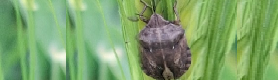 vtem skitter